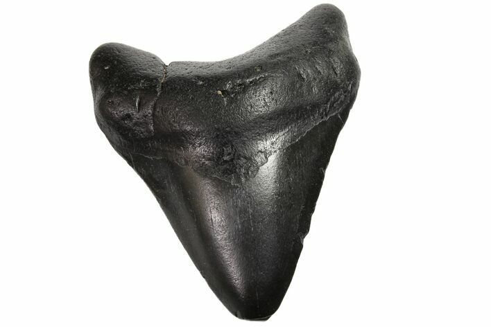 Bargain, Fossil Megalodon Tooth - Georgia #151510